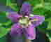 クコの花
