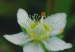 ウメバチソウの花